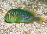 Green Clown Goby "Gobiodon histrio"