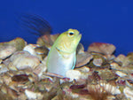 Yellowhead "Pearly" Jawfish "Opistognathus  Aurifrons"