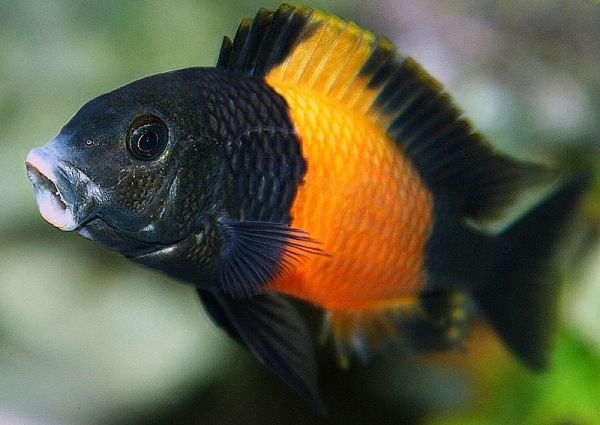 Bemba Orange Flame Tropheus