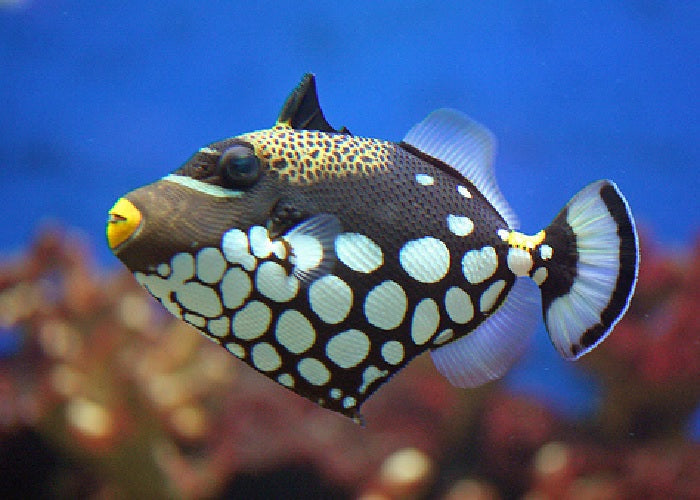 Clown Trigger "Balistoides conspicillum"