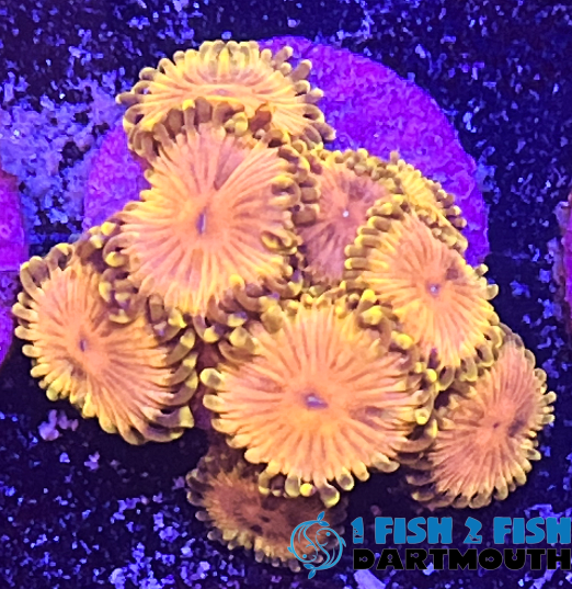 Untouchable Zoa Frag