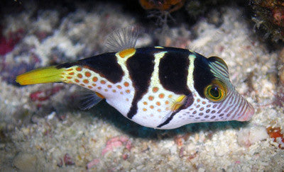 Valentini Puffer "Canthigaster valentini"