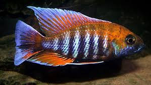 Peacock Cichlids "Aulonocara"