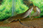 Weather Loach "Misgurnus anguillicaudatus"