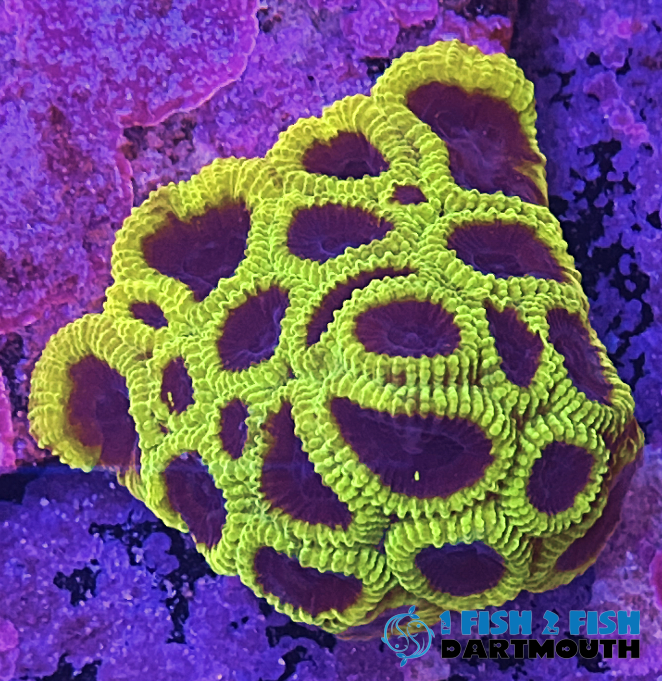 Wolverine Favia (98)