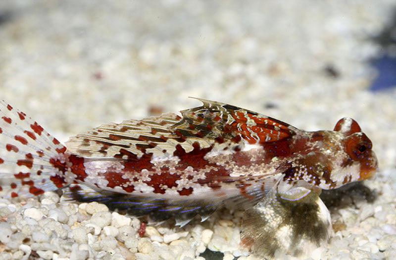 Red Scooter Dragonet "Synchiropus stellatus"