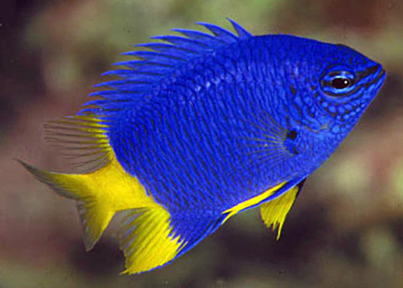 Yellow Tail Damsel (azure)