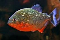 Red-bellied Piranha  (Pygocentrus nattereri)