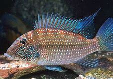 Demon Eartheater (Satanoperca jurupari)