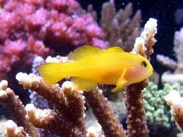 Yellow Clown Goby "Gobiodon okinawae"