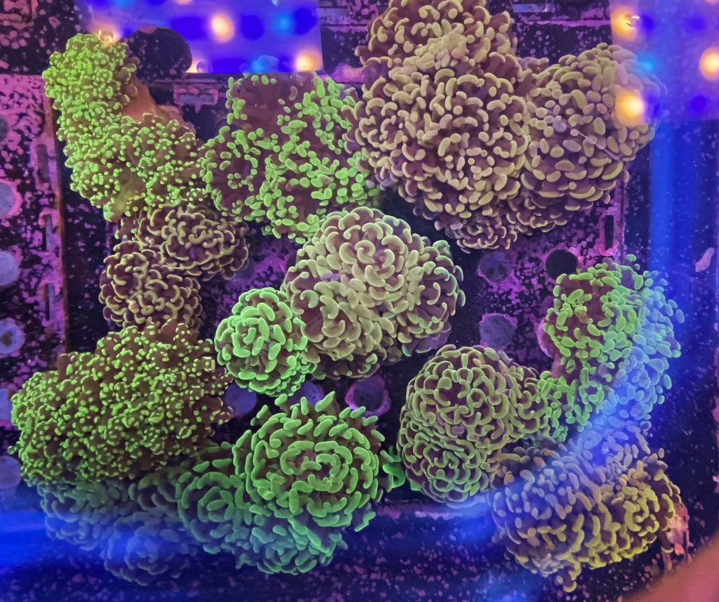 Colourful Euphyllia corals in an aquarium