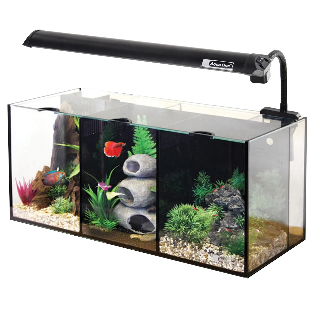 Betta Trio - Default Title